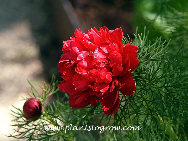 Fern leaf Peony, Peony rubra flora plena
The dark red double flower contrast nicely against the highly dissected leaves. (May 24)